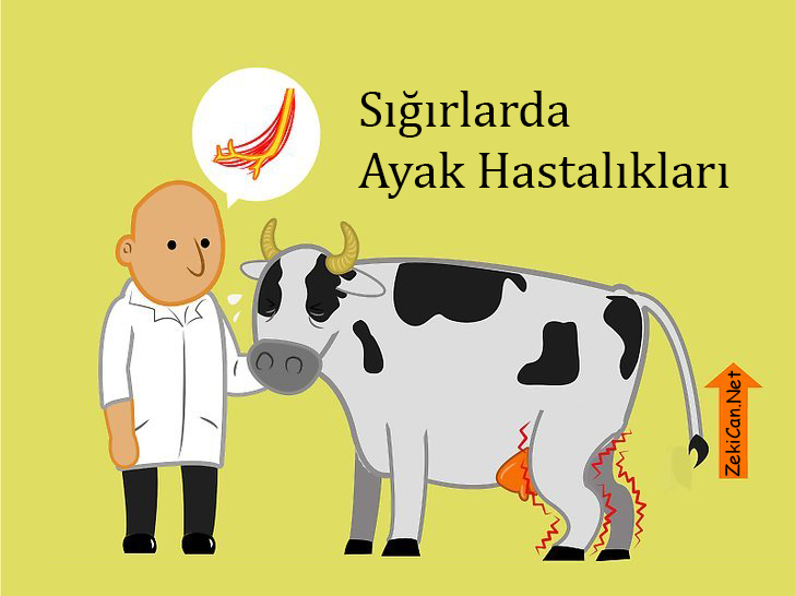 Sığırlarda Ayak Hastalıkları